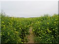 TR2356 : Path through field of rapeseed by Peter Holmes