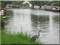 Heron by the canal at Cow Roast