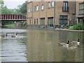 Canada geese on the Grand Union Canal