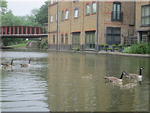 SP9908 : Canada geese on the Grand Union Canal by Peter S