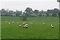 Sheep grazing by Welsh Lane