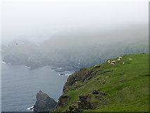 HP5916 : Low cloud at the Hermaness cliffs by Julian Paren