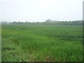 Crop field, Burnside Bridge