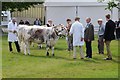 SO7842 : The Royal Three Counties Show 2015 #3 by Philip Halling