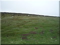 Hillside grazing near Harehope Hall