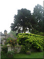 Mature monkey puzzle tree, Temperley Grange