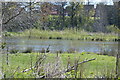 Lake, Great Denham Country Park