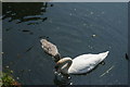 View of a swan and cygnet on the River Lea