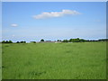 Grassfield near Whatton Fields Farm