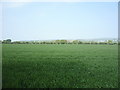 Crop field off Longedge Lane