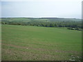 Young crop field, Browney Bank