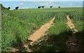 Cereal crop, Huxton Cross