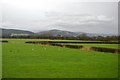 Hedges, Somerset Levels