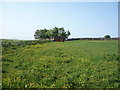 Grazing near Red House Farm