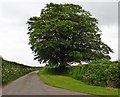 Magnificent Beech tree at the turning for Oxenleaze Farm