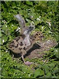 NU2135 : Inner Farne: Black-headed Gull Chick by James T M Towill