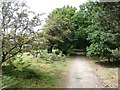 Bridleway Skirting the Hurst Plantation