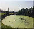 A very green end to the former Dearne and Dove canal at Swinton