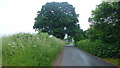 Oak by the road to Highnam