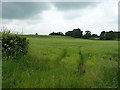 Field of barley at Cold Hatton