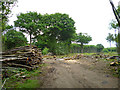 Forestry, Stockings Wood