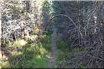 NH9917 : Abernethy Forest by valenta