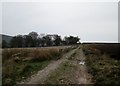 Track  toward  Firth  Plantation  on  Nidderdale  Way