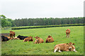 Cattle beside Esperley Lane