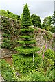 SH5573 : English Yew (Taxus baccata) by Richard Hoare
