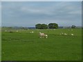 NY9882 : Sheep, Northside by Richard Webb