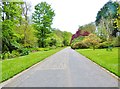 Spring colours at Trengwainton Gardens, near Penzance