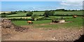 Cattle by Burleigh Lane