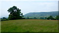 Grassland near Great Triley