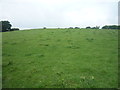 Hillside grazing near Bridge Farm