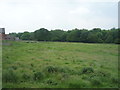 Grazing, Holmleas Farm