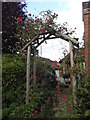 Rose covered arch in Crundale