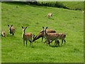 Residents of Coulston Deer Park