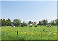 Cows at Challow Marsh Farm