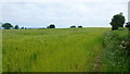 Arable land between Brockaly and The Riddox, 1