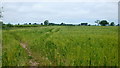 Arable land between Brockaly and The Riddox, 2