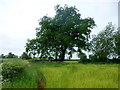 Arable land between Brockaly and The Riddox, 3