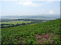 A view over Ynys Hir Farm