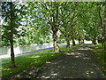 Avenue of trees in Barking Park