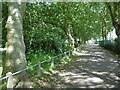 Avenue of trees in Barking Park