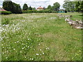 Wildflower area in Goodmayes Park