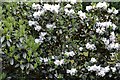 SW9147 : Trewithen House and Garden: Rhododendron maddenii subsp. crassum by Michael Garlick
