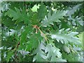 Oak Leaves