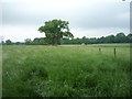 Farmland and fence, Over Peover