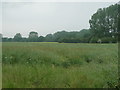 Crop field off Pinfold Lane