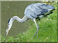 Heron along the Grand Union Canal